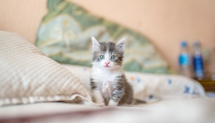 Mudik Lebaran Tenang, Kucing Kesayangan Aman di Rumah