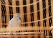 Mudik Berkicau Tenang: Strategi Aman Meninggalkan Burung Peliharaan Saat Lebaran