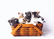 Saat Mudik Lebaran, Pilih Bawa Hewan Kesayangan atau Tidak? Menimbang Keputusan Terbaik