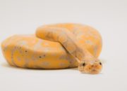 Mudik Aman, Rumah Terlindungi: Tips Cegah Ular Masuk Rumah Saat Lebaran