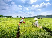 7 Manfaat Minum Teh untuk Kesehatan Tubuh dan Pikiran