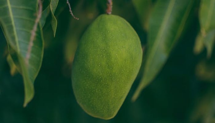 5 Tanaman Berbuah Lebat, Semakin Rimbun saat Musim Panas