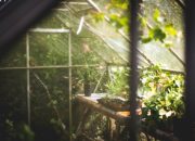 6 Tanaman Ini Ampuh Turunkan Suhu Ruangan Saat Cuaca Panas Menyengat